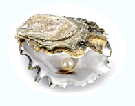 pearl on oyster shell